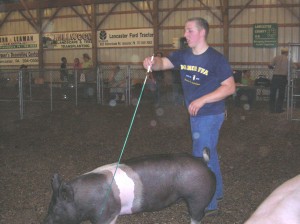 Kaleb showing one of his hogs at the Lampeter Fair.